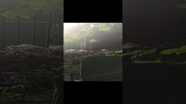 20230623_Жуковский. Мемориальное кладбище смотреть онлайн