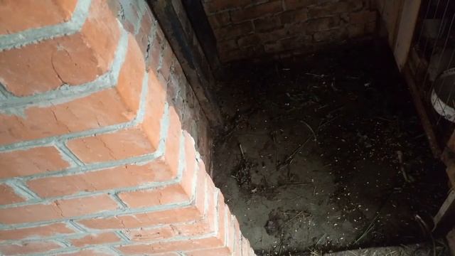 Кролики Ризен цены смотреть онлайн