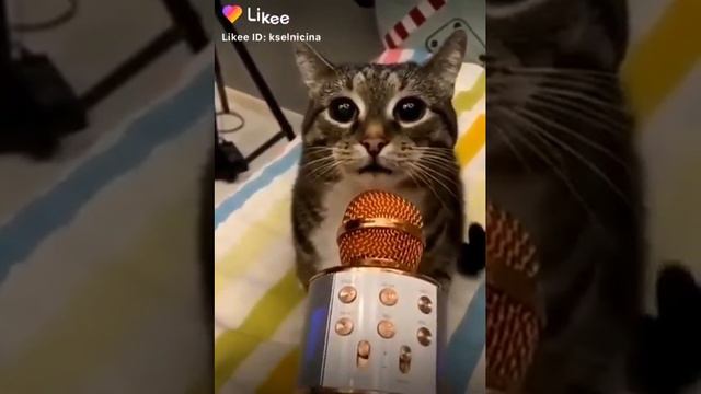 Кошка + микрофон =кошка поёт смотреть онлайн