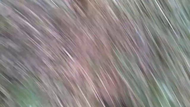 Мышь степная, Мишак степовий, Sylvaemus witherbyi, Apodemus witherbyi смотреть онлайн