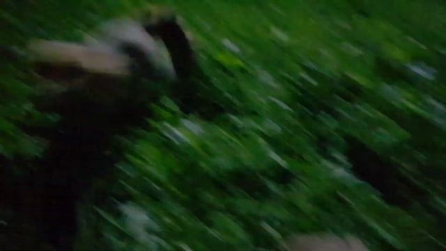 Ли Сяо / Alice the Fox Лиса Алиса (Поведение лисы, когда она хочет поиграть с собакой) смотреть онлайн