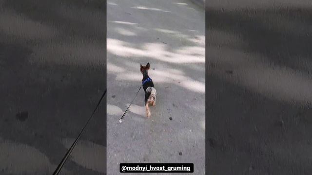 Модный хвост!!! смотреть онлайн