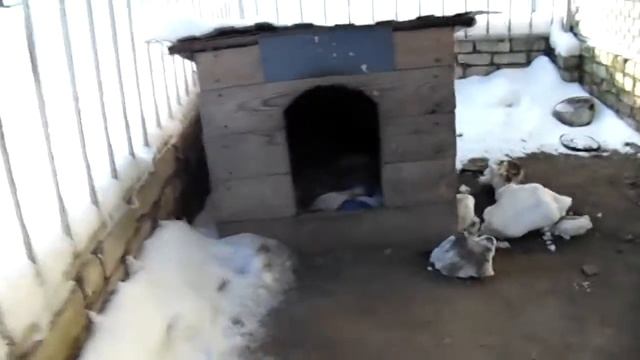 Где спит кот в -21 ? смотреть онлайн