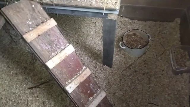 Куры Леггорн. Зима в курятнике. Рассказала подруге о зимней жизни моих кур ???????? смотреть онлайн
