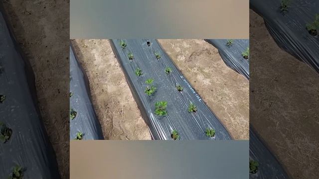 Вайбрант. Открытый грунт. Посадка фриго.