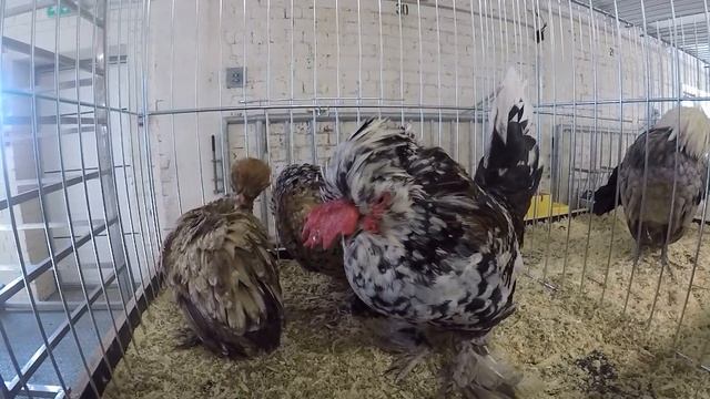 алтайская бентамка смотреть онлайн