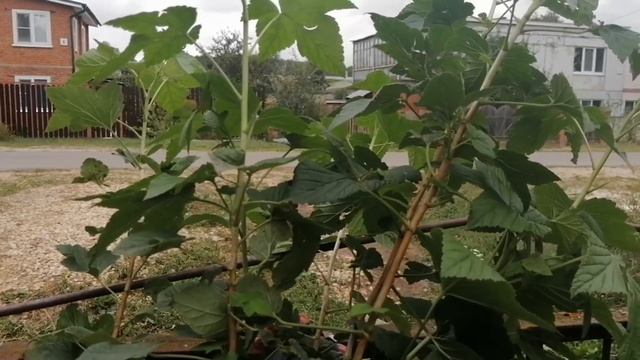 Осенняя Продажа Рассады Смородины Черной Очень Крупной // Клубника Без Химозы смотреть онлайн
