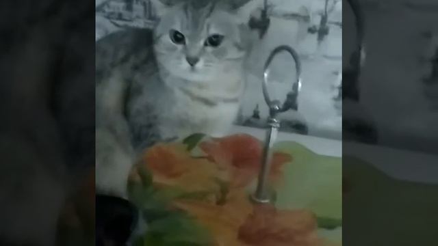 Зачем водить женихов домой смотреть онлайн