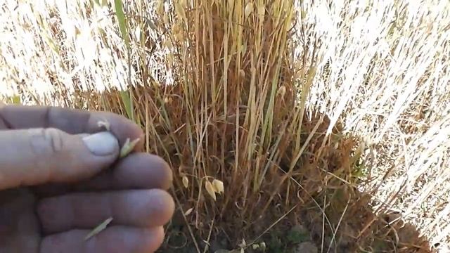 Овёс созрел, пора косить. смотреть онлайн