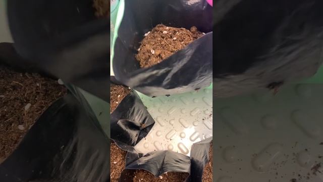 ПЕРЕСАДКА БАКЛАЖАНОВ #рекомендации #баклажаны #рассада #пикировка #пересадка #овощи #огород #дача смотреть онлайн