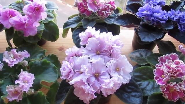 ФИАЛКИ! КАК ОТРЕГУЛИРОВАТЬ ПОЛИВ! смотреть онлайн