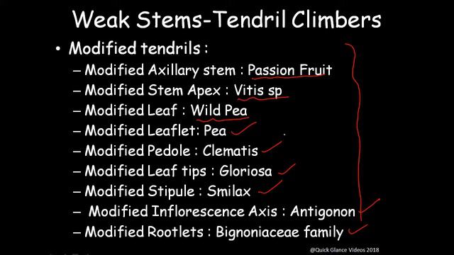 Classification of Stem Part -1 On the basis of Forms of stem смотреть онлайн
