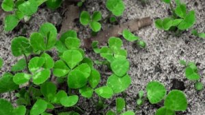 Ленивый газон садовый белый клевер. Личный опыт. Дачный участок