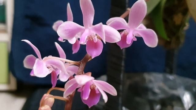 Фаленопсис линдена. Phalaenopsis Lindenii.