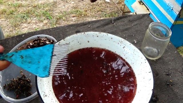 Ужас что твориться на пасеке! Ловушка для МОЛИ заполнена. смотреть онлайн