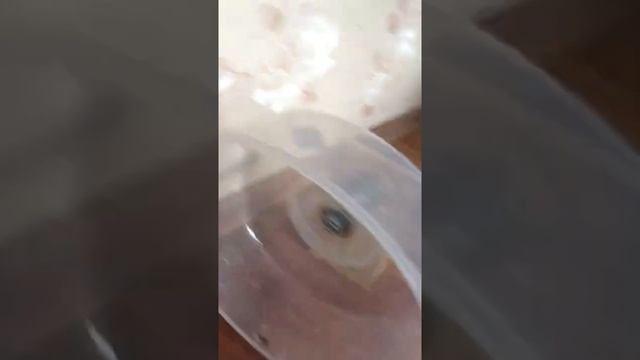 Самодельное колесо для ежика. смотреть онлайн