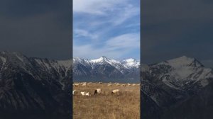 Гансахан шамай/ бурятская песня/ осень в долине