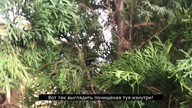 Уход за туей смарагд, туя уход, осенние/весенние работы в саду, зачем чистисть туи от желтой хвои? смотреть онлайн