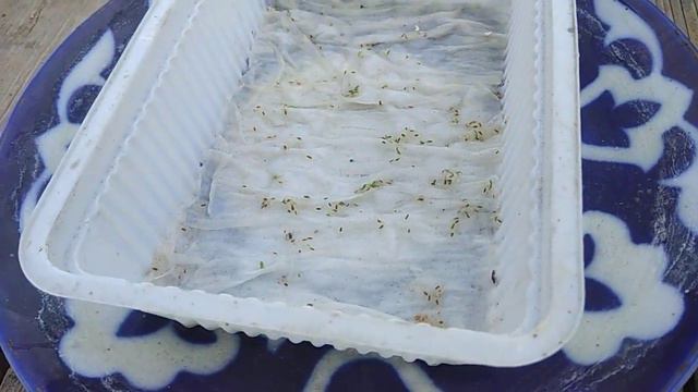 Павловния из семян. Итоги смотреть онлайн