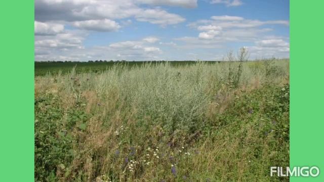 Полынь- трава горькая. смотреть онлайн