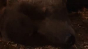 Мой гризли 1999