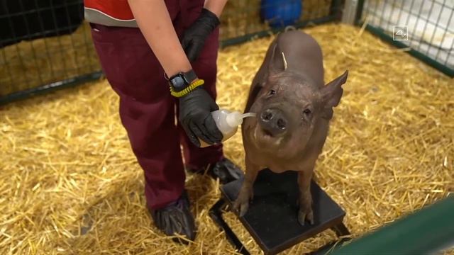 Илон Маск чипировал свинью Neuralink 2020