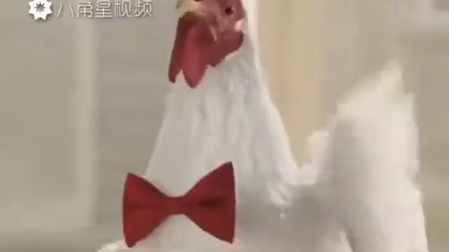 Куры сошли с ума!!! смотреть онлайн