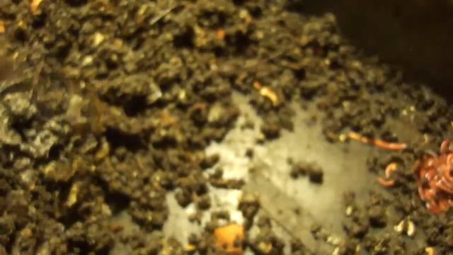 Выборка Дендробены 27.11.12. 1 смотреть онлайн
