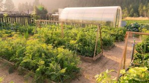 Супер огород мечты 2018 часть вторая!