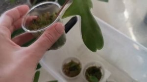 Видео 43. Укоренение филодендрона Макса в тепличке