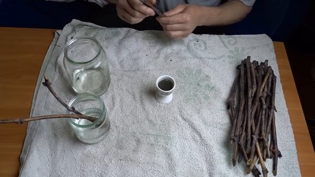 Проращивание черенков винограда смотреть онлайн