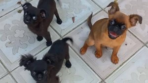 ЩЕНКИ ПТИ БРАБАНСОНЫ. ПЕРВОЕ СЕНТЯБРЯ.