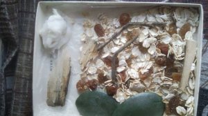 ❄?Божья коровка зимой. Уход , питание ,содержание.?❄