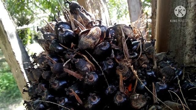 BUAH SAWIT MEMBUSUK SEBELUM MASAK? JANGAN SEPELE, ATASI SEGERA SEBELUM MENYEBAR! смотреть онлайн