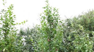 Слива "Империал" колоновидная. Краткий обзор сорта.