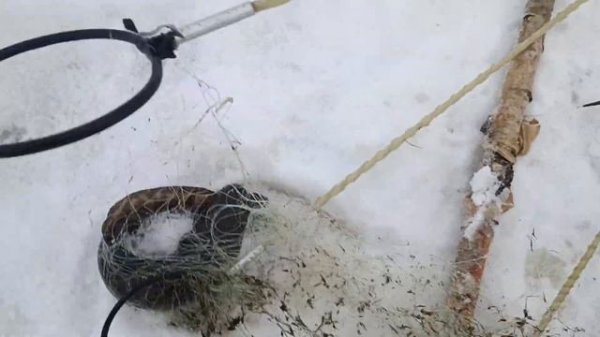 Хапуги в работе зимой