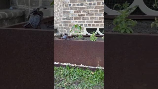 Corten Steel Raised Garden Beds смотреть онлайн