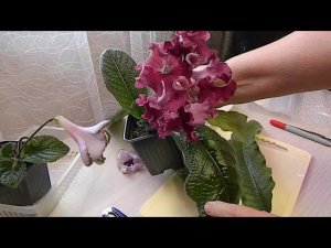 Размножение стрептокарпусов листом вариант 1