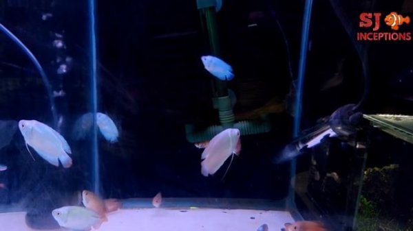 Angel Fish, Gourami Fish, Guppy Fish, Tetra Fish at Aakar Aquarium Fish Shop