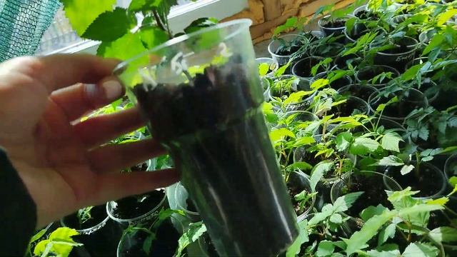 Саженцы ежевики на весну из Сибири смотреть онлайн