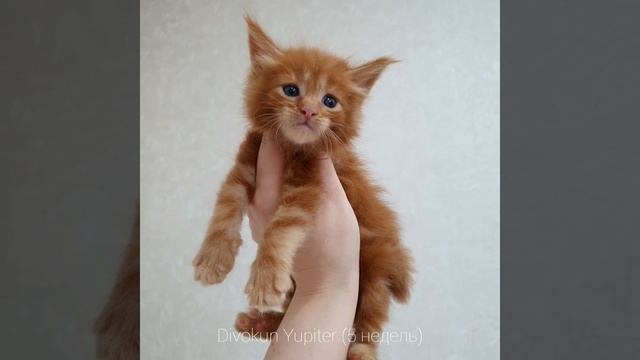 ДивоКун Юпитер (5 недель). Котик породы Мейн-кун окрас красный солид. Яркий рыжий Мейн-кун ❤ смотреть онлайн