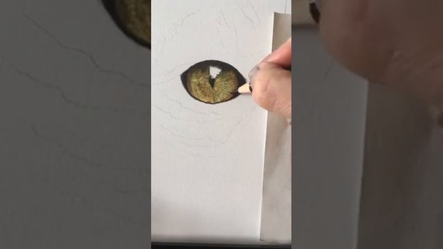 Cat's Eye And Fur Demonstration