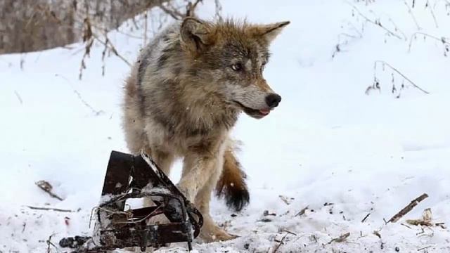 Истории из жизни Лесник спас в чаще незнакомку  Но, едва переступив порог его лачуги, она.  1 часть