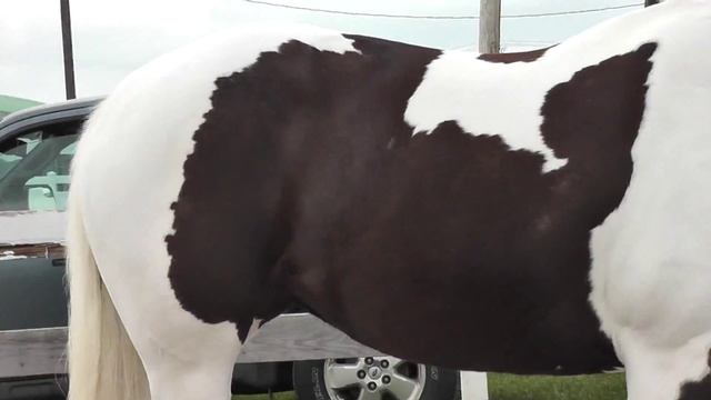 необычные масти лошадей\pinto horses\пегие лошади смотреть онлайн