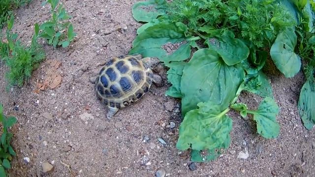 Среднеазиатская черепаха Домашний питомец смотреть онлайн