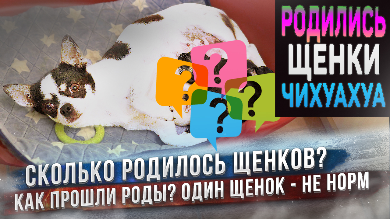 Чихуахуа щенки родились! Есть щенок неожиданного окраса. Есть щенок с дефектом. смотреть онлайн