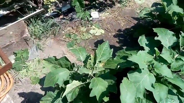 Баклажаны 2017. Обзор кустов, применение гомеопатии от колорадских жуков смотреть онлайн