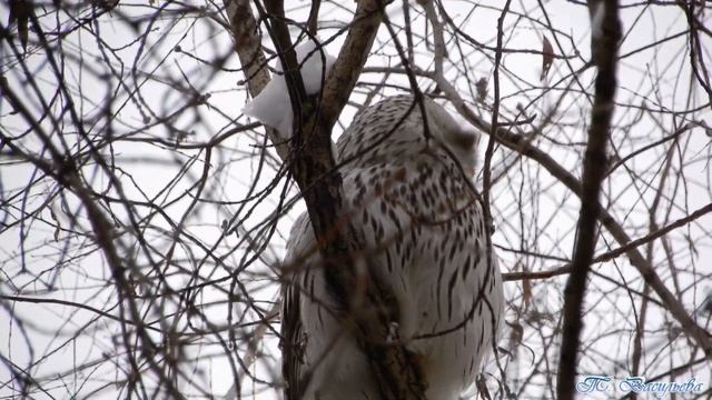 Парк "Зелёный Остров". Белки, птички и птицы. смотреть онлайн