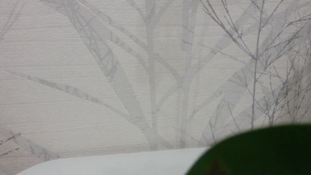 SOS! Что это? Клещ на листе орхидеи?