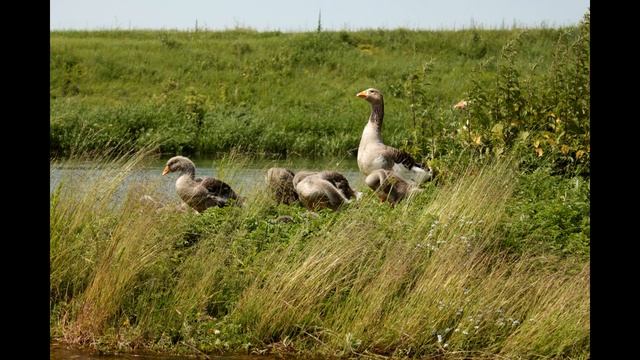 Рыбалка на реке Зуша. Июнь 2016 г. смотреть онлайн